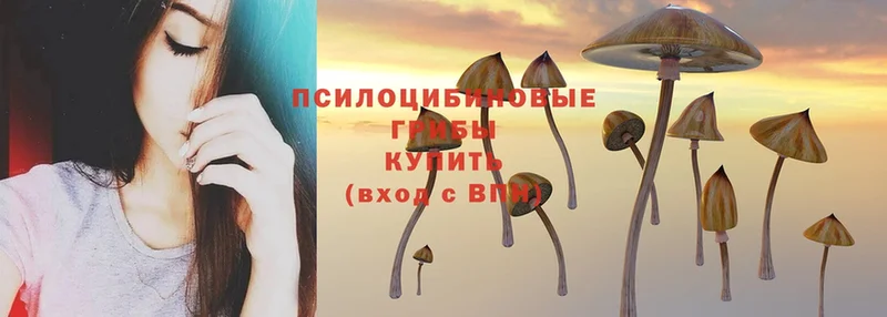 blacksprut ссылки  Вытегра  Галлюциногенные грибы Magic Shrooms 